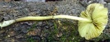Lepiota trichroma image