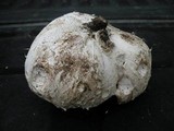 Calvatia booniana image