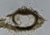 Dothiorella candollei image
