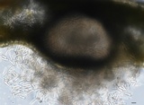 Dothiorella candollei image
