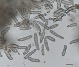 Dothiorella candollei image