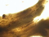 Thielaviopsis basicola image