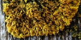 Xanthoria weberi image