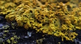 Xanthoria weberi image