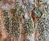 Arthonia radiata image