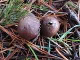 Bovista pusilla image