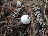 Geastrum triplex image