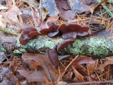 Exidia crenata image