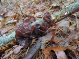 Exidia crenata image