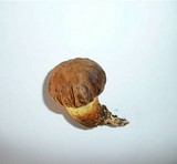 Boletus depilatus image