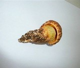 Boletus depilatus image