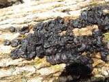 Exidia nigricans image