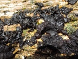 Exidia nigricans image