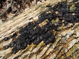 Exidia nigricans image