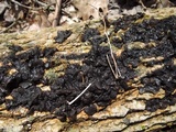 Exidia nigricans image