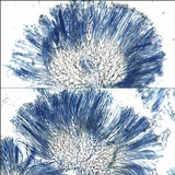 Dimerella lutea image