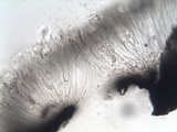 Glyphis cicatricosa image