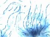 Glyphis cicatricosa image