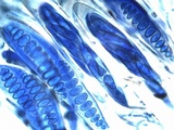 Glyphis cicatricosa image