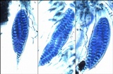 Glyphis cicatricosa image
