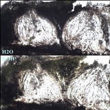 Pertusaria heterochroa image
