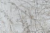 Cryptococcus macerans image