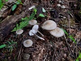 Mycena galericulata image