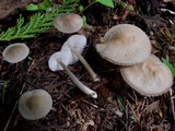 Mycena galericulata image