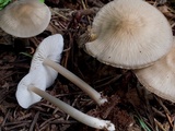 Mycena galericulata image