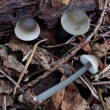 Mycena galericulata image