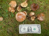 Paxillus involutus image