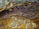 Trichaptum fuscoviolaceum image