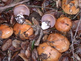 Cortinarius glaucopus image