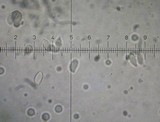 Marasmius wynneae image