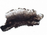Lecidella elaeochroma f. elaeochroma image