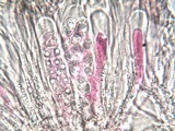 Lecidella elaeochroma f. elaeochroma image