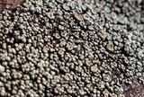 Rhizoplaca subdiscrepans image