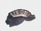 Phaeographis dendritica image