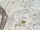 Phaeographis dendritica image