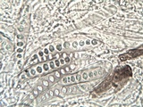 Phaeographis dendritica image