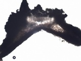 Phlyctis agelaea image