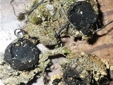 Plectania rhytidia image