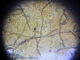 Plectania rhytidia image