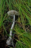 Amanita porphyria image