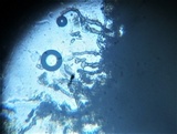 Plectania rhytidia image