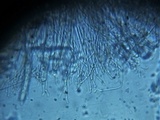 Plectania rhytidia image