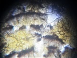 Plectania rhytidia image