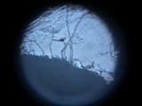 Plectania rhytidia image