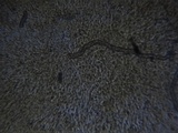 Plectania rhytidia image