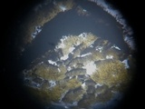 Plectania rhytidia image